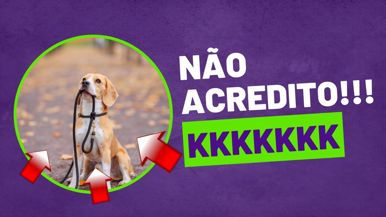 Pets engraçados em ação