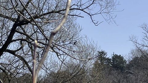 Kingfisher Humber River James Gardens