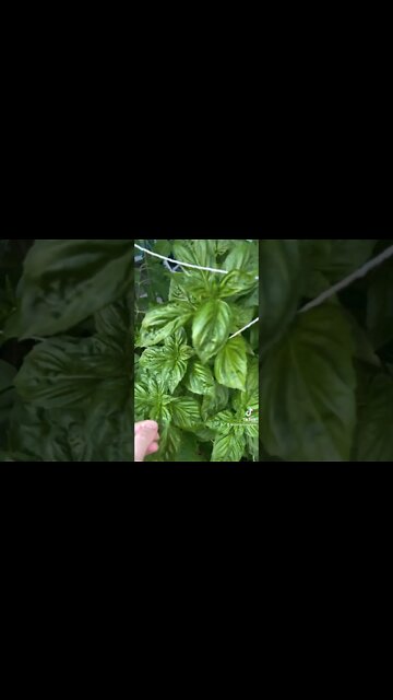 Garden Tour! The Tomatoes Have Arrived!