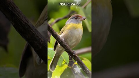Canto do PITIGUARI [Cyclarhis Gujanensis] #shorts