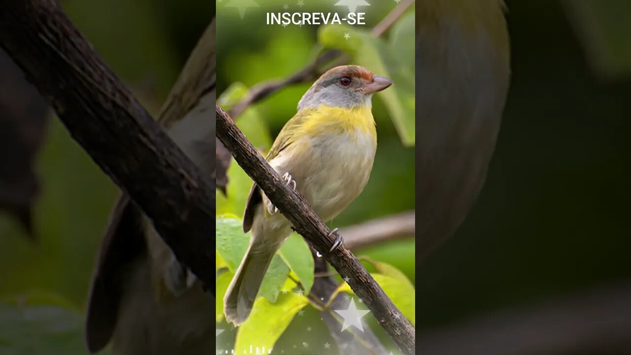 Canto do PITIGUARI [Cyclarhis Gujanensis] #shorts