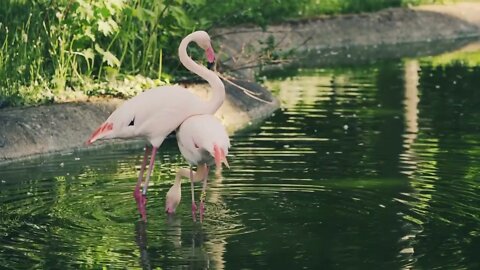 Nature And Wildlife Video – Bird and animal is beautiful creature on our planet #shorts