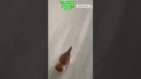 cute cat videos 😹 funny videos 😂 1147 😻 #shorts