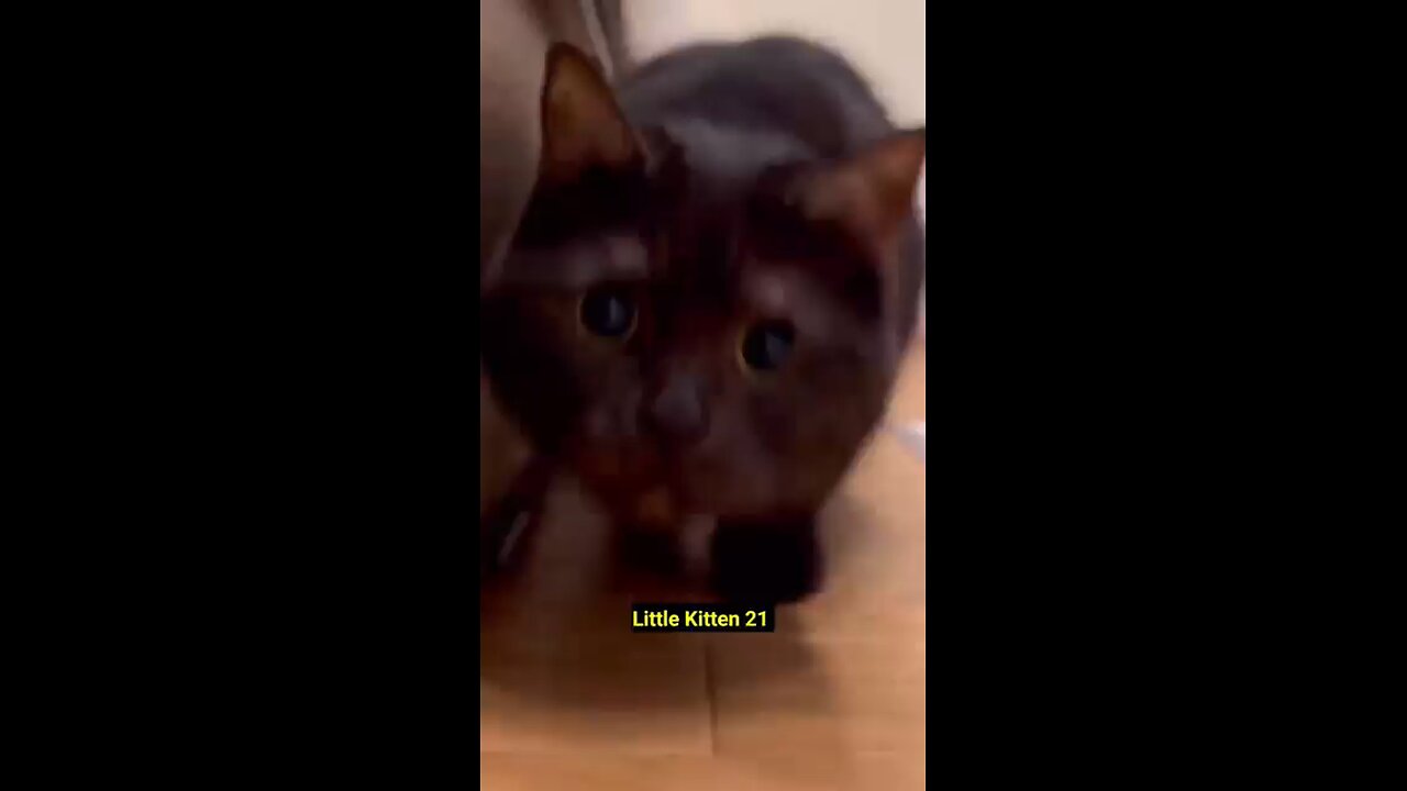 cute animals video (・∀・)(・∀・) must watch