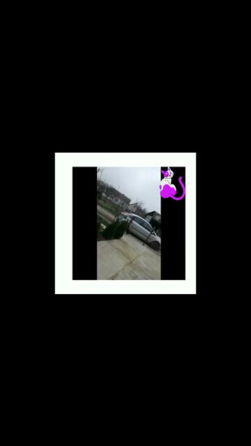 #Zaljubljene#Mačke#Shorts#Video