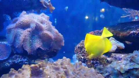 自然界丰富多彩的海底生物，水下生物，水下植物和动物，海底世界，让人平静的视频