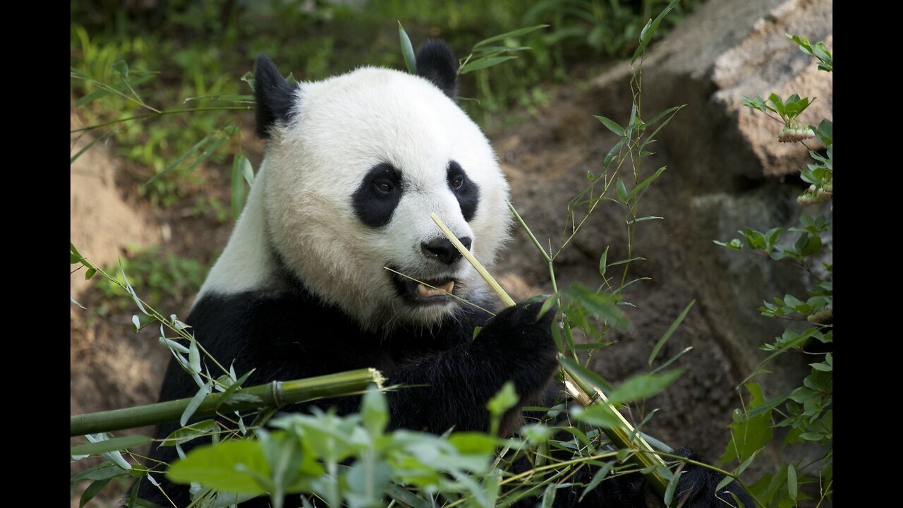 Panda eating Bamboo