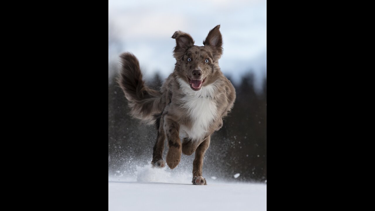 Dog Running In Epic Slow Motion