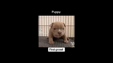 Puppy first bark