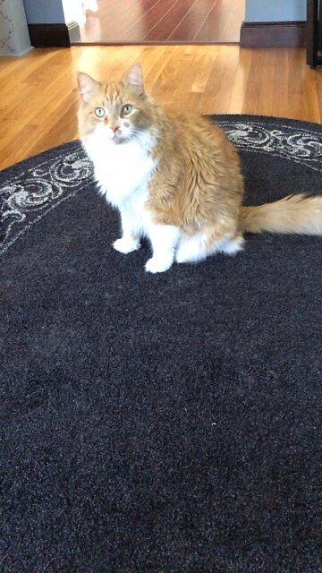 Steve the Cat Being Mean!!!