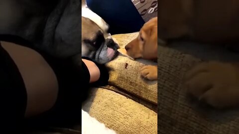 Puppy shares half his biscuit with fren..🐕🐾🍪😍