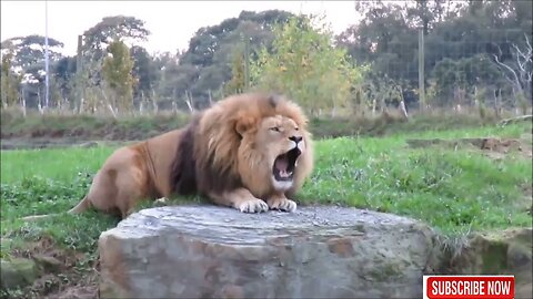 Lion King Roaring ll Lion videos ll