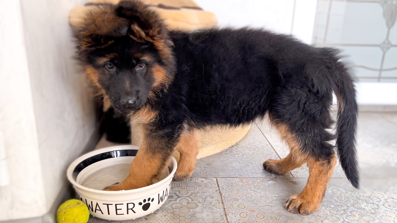 German Shepherd Puppy vs. Her Water Bowl!