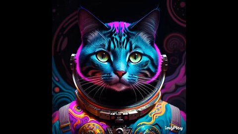 Cute Cat Picture ☯️