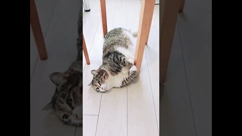 #shorts Прикольные Коты Из Тик Тока 7