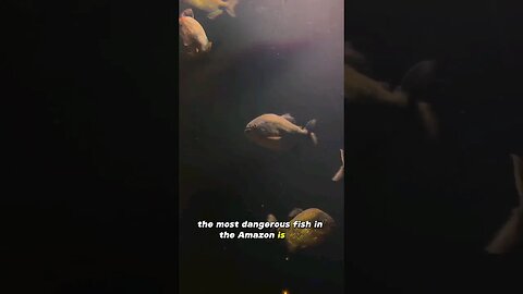 Most Dangerous fish in the Amazon!
