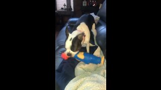 Bostons new toy