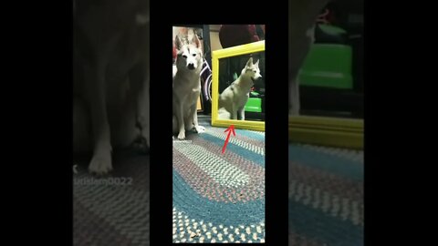 Dog fake or real
