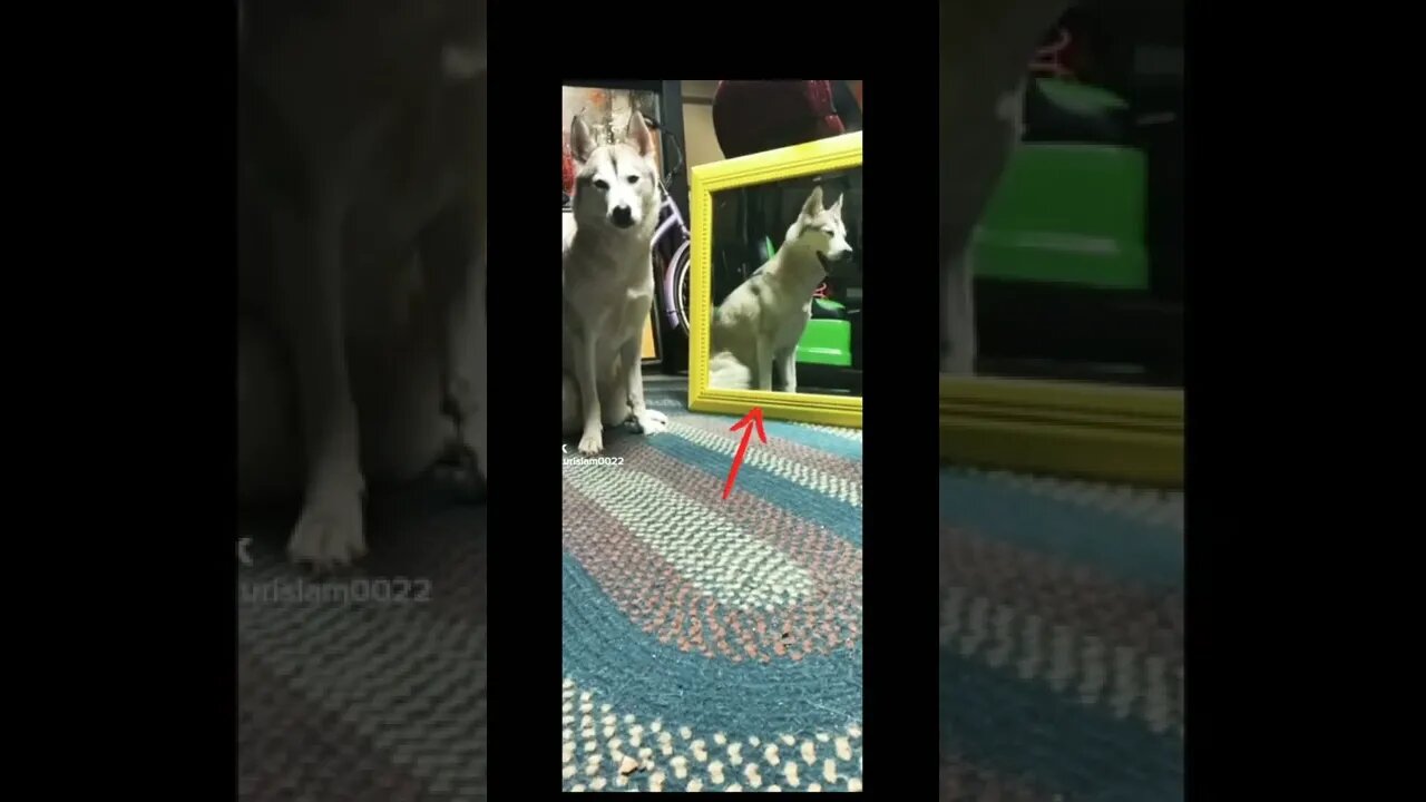 Dog fake or real