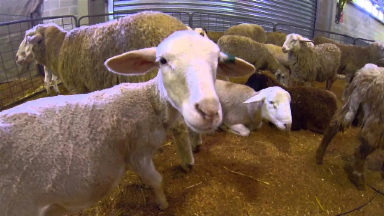 Furry & Cute Animals of the Sydney Royal Easter Show