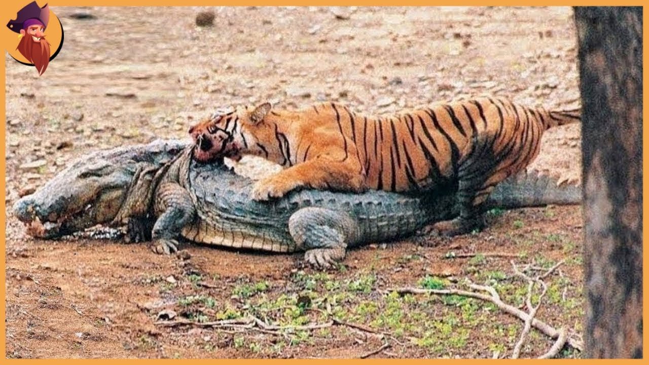 15 Animals That Could Defeat A Crocodile