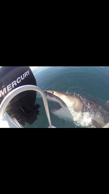 WHITE SHARK NEAR THE BOAT