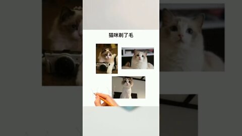 春季如何打理精致猫咪？#萌宠好物#萌宠#猫咪