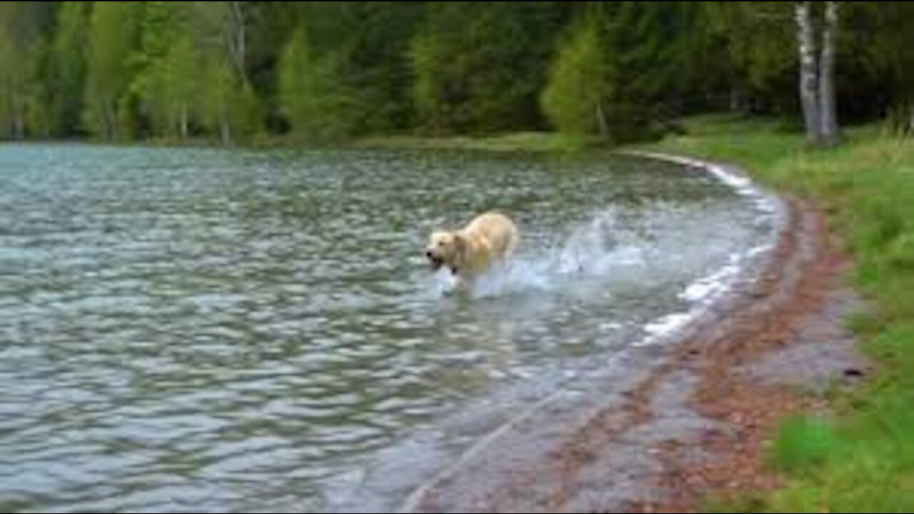 Dog Runs into the Water_in Slow Motion