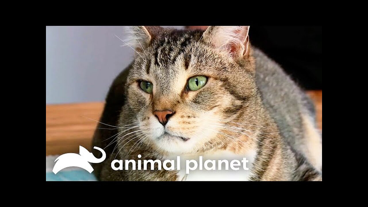 jackson Works To Solve a Cat’s Spraying Issues | My Cat From Hell | Animalplanet