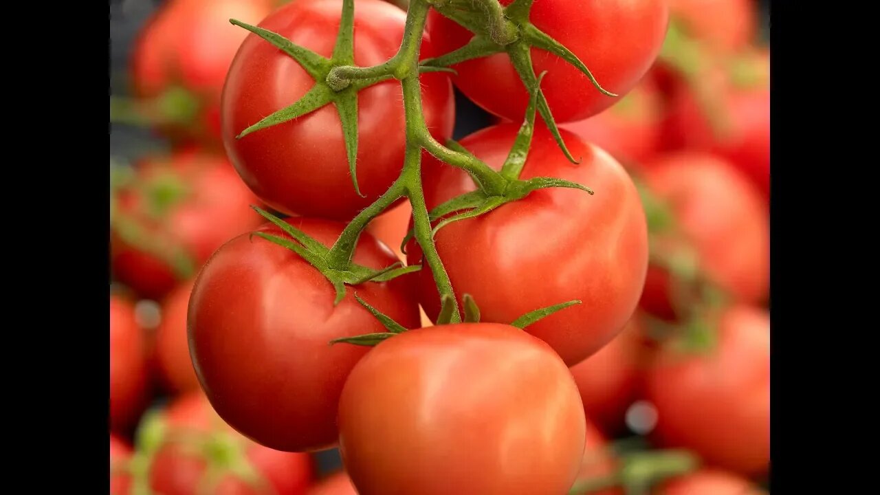 Giving Thanks! At the Garden gathering tomatoes!