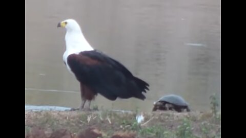 Slow Turtle Attacks An Eagle
