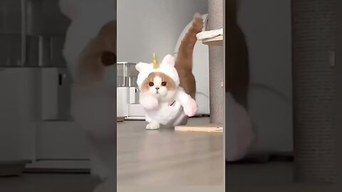 Cat funny short