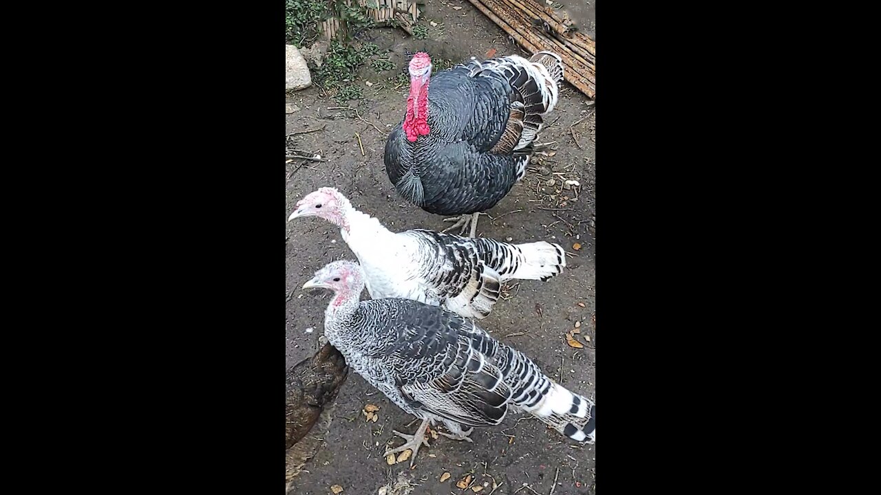 Turkey, Chicken Farm.