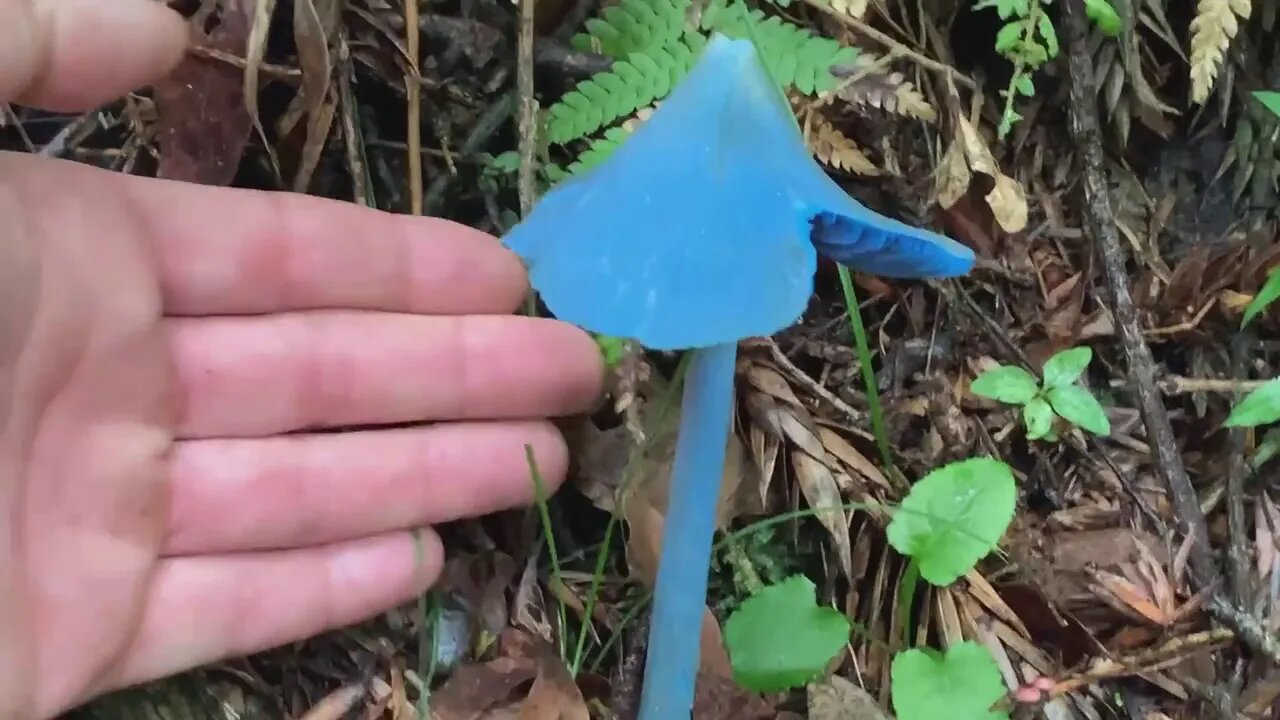 Blue Mushrooms - Cogumelos Azuis - Found in Brazil - Achado no Brasil Entoloma hochstetter