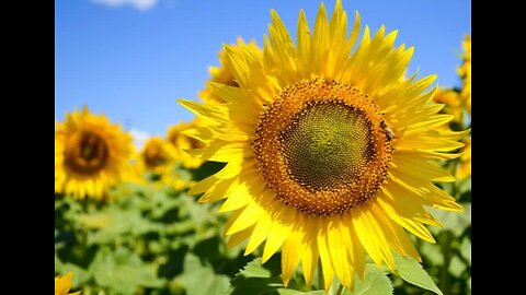 Japan uses sunflowers to clear up radiation