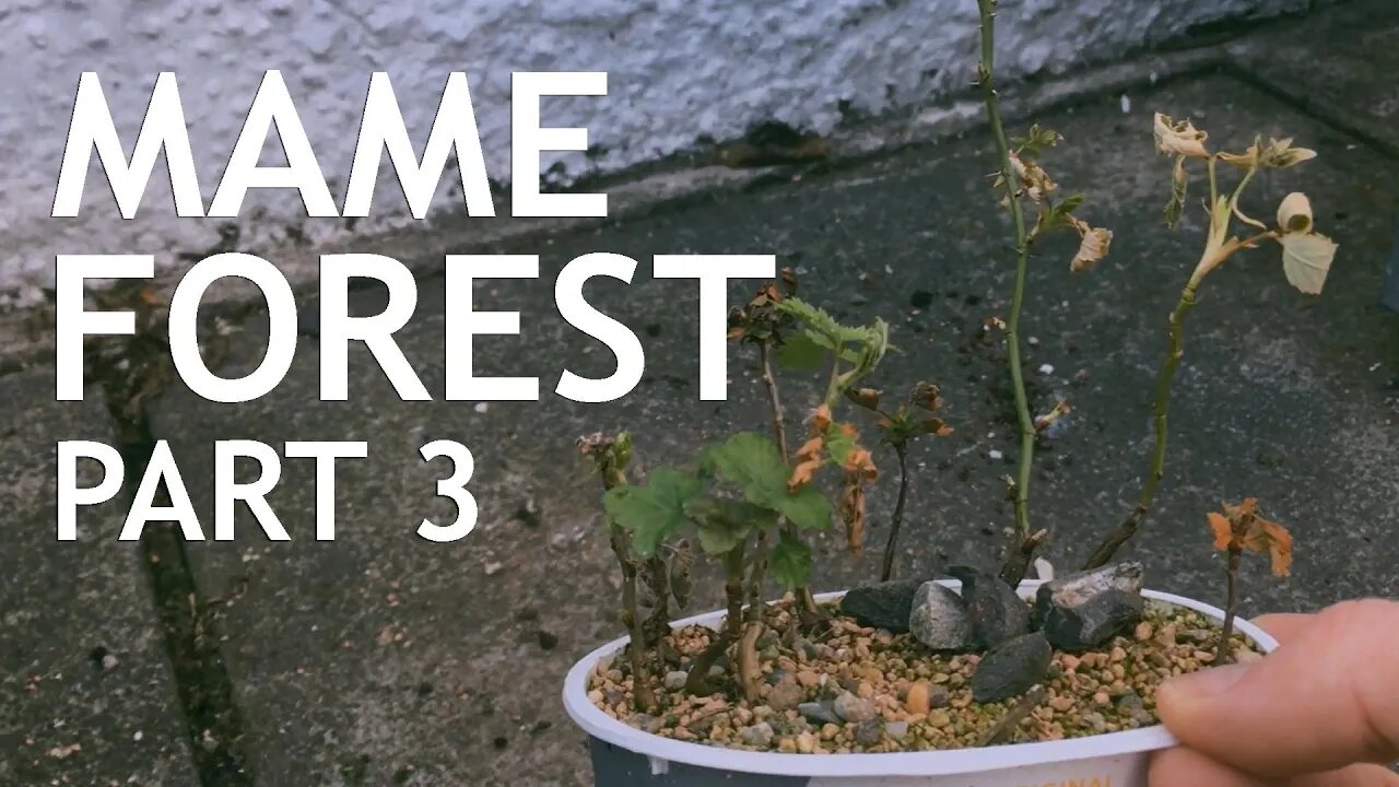 Mame Bonsai Forest Part 3