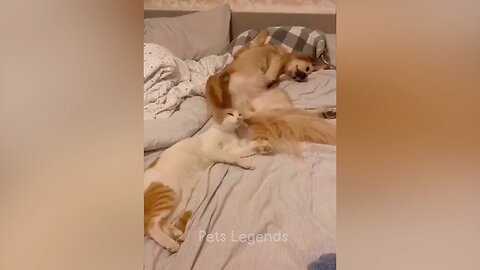 funny animals try not to laugh 😂😂