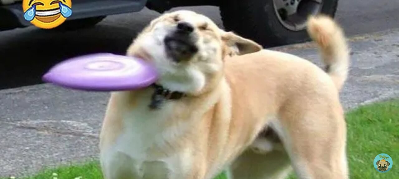 Laughs Guaranteed: Funny Animal Moments to Brighten Your Day | Pets Island