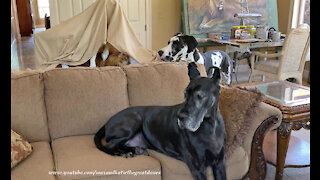 Funny Great Dane Can't Figure Out Camping Cat Camoflage Tent