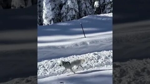 Happiest dog in the snow - Daily Dose of Nature