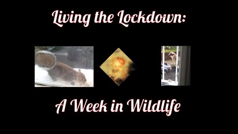 Living The Lockdown: A Week In Wildlife