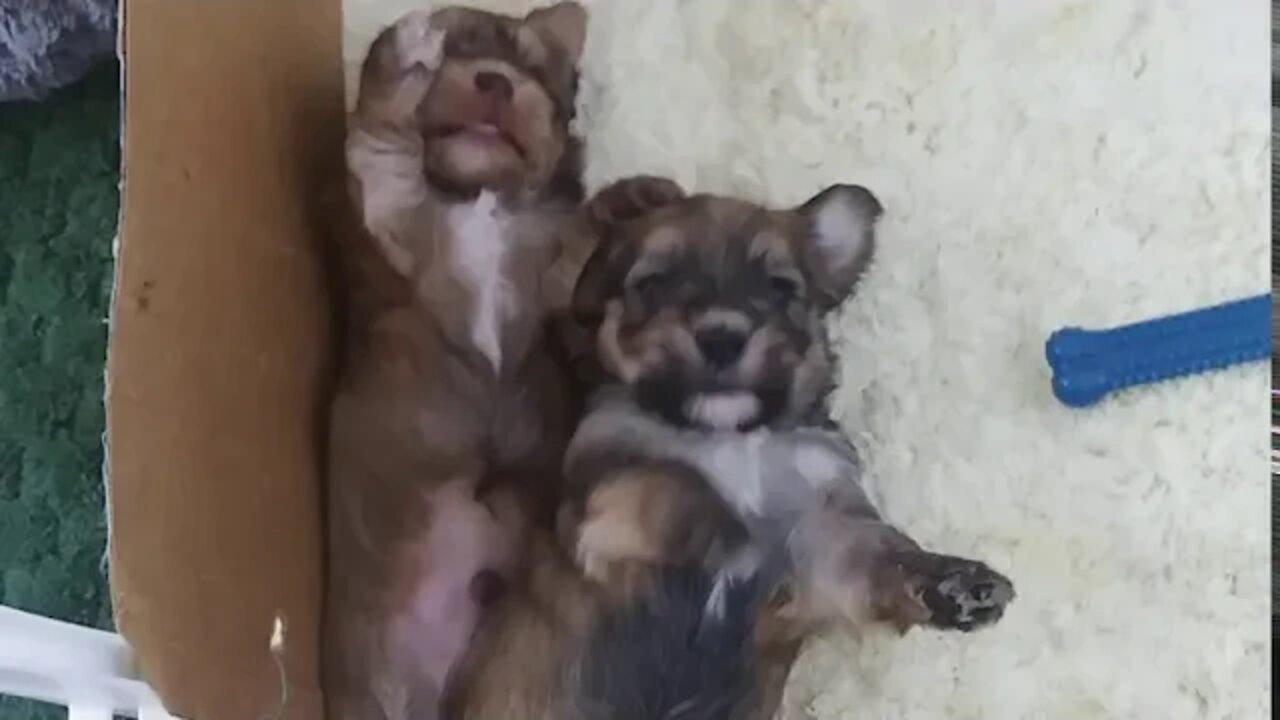 J Litter-Almost 4 wks. Old