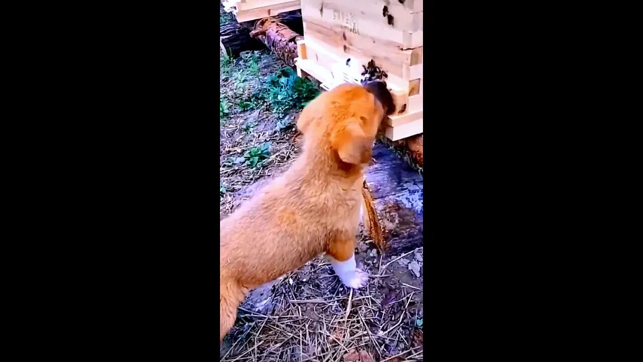 He ate honey. He was miserable