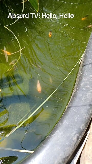 Absurd TV: Hello,