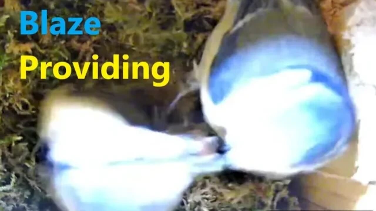 Blaze Provides Breakfast for Bluze