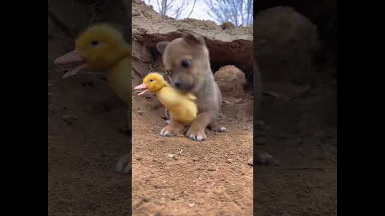 cute baby dog 🐕 playing with 🐥 cute little animals #cuteanimals #animation #cuteclips