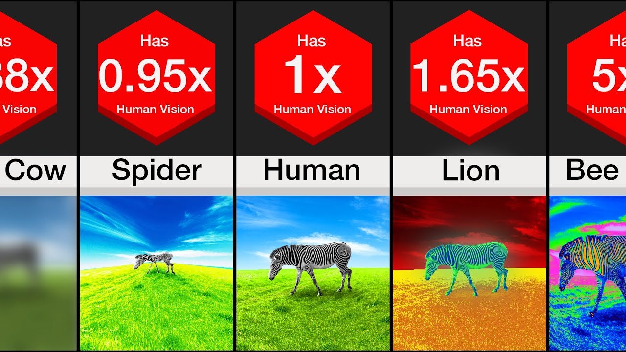 Comparison: Animal Vision