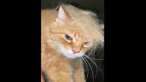 Cat Frens - NOT a NEWS Video