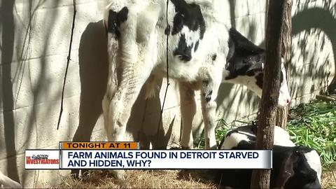 Farm animals found in Detroit starved and hidden