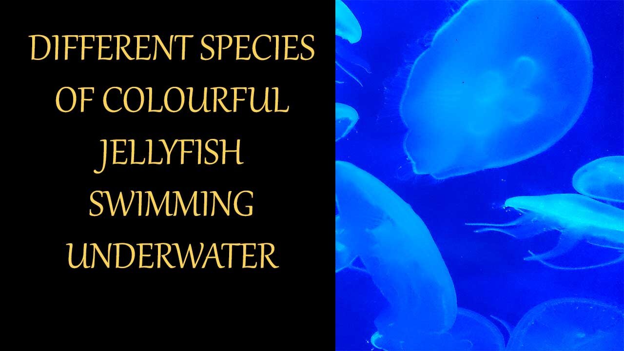 Different Species Of Colourful Jellyfish Swimming Underwater